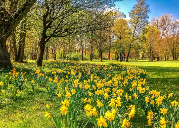 Daffodils in field